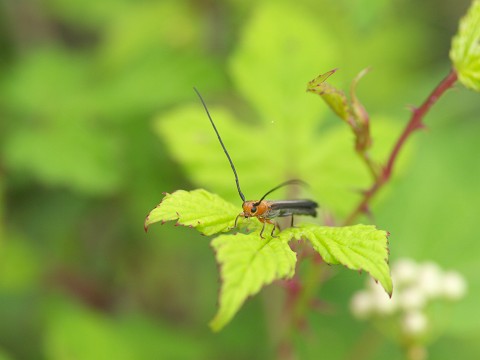 ホソツツリンゴカミキリ_c0196900_2213194.jpg