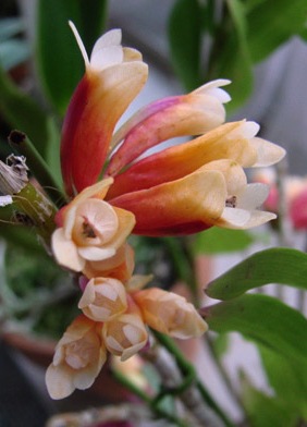 Den.lawesii bicolor (Red&White)_d0007501_15191622.jpg