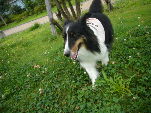 e0130008_238436.jpg