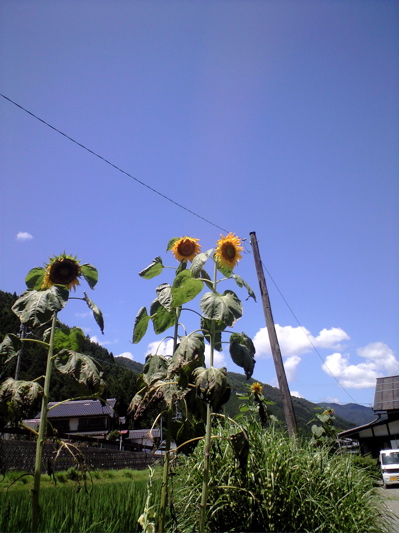 久しぶりの青空_f0135908_22511079.jpg