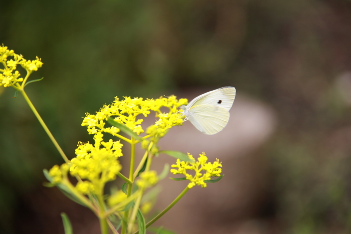 高原の夏の花たち_b0165522_1625057.jpg