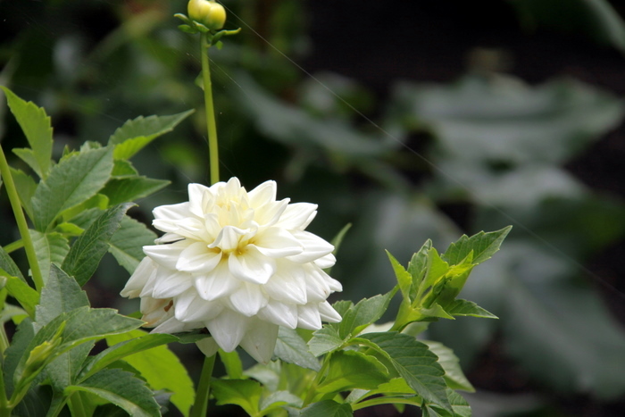 高原の夏の花たち_b0165522_16291926.jpg