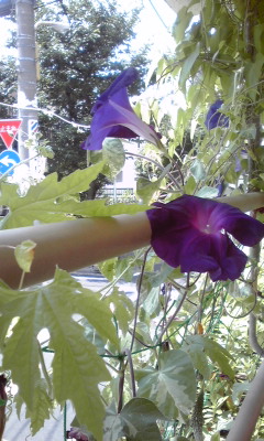c0160822_0422724.jpg