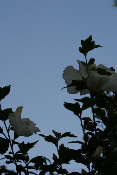 f0170524_15192146.jpg
