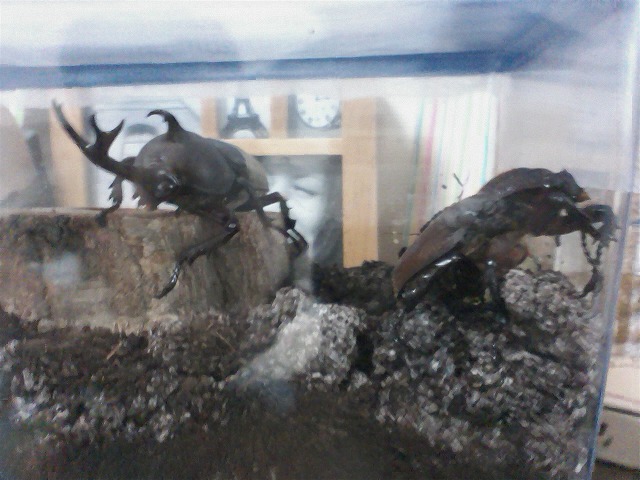 c0012043_21263541.jpg