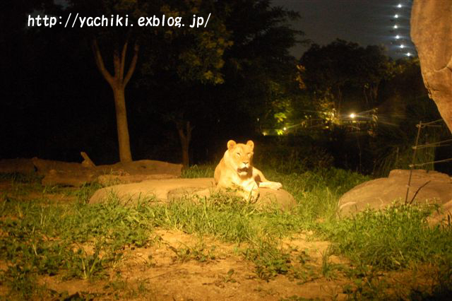 YORU　ZOO_b0153451_0334037.jpg