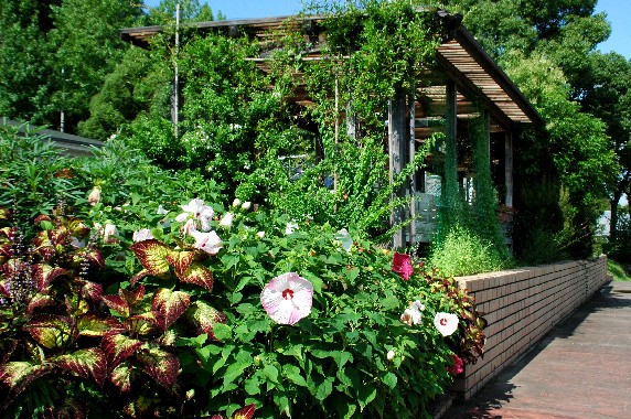 　　和歌山県植物公園緑花センター　_b0093754_011399.jpg