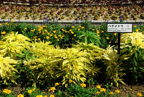 　　和歌山県植物公園緑花センター　_b0093754_012219.jpg