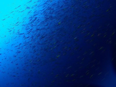 a0117858_20391439.jpg