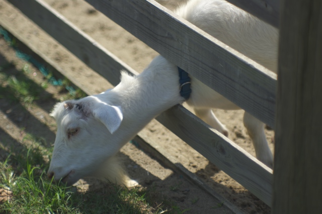 ソレイユの丘に行ってきました　動物編_c0071763_0184981.jpg