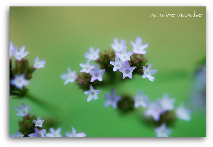 蝶と小さな花_e0153963_17471518.jpg