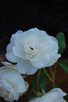 e0128367_010718.jpg