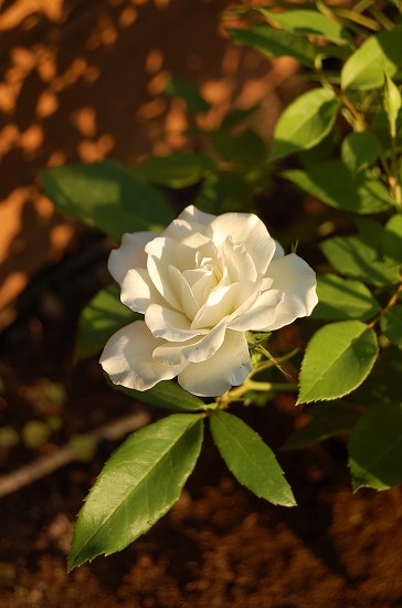 e0128367_011517.jpg