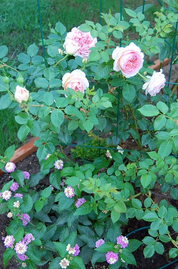 e0128367_013344.jpg