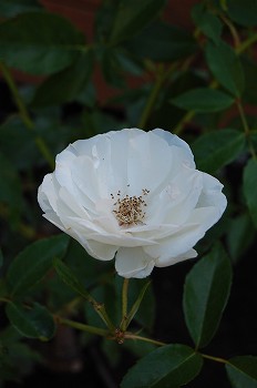 e0128367_093537.jpg