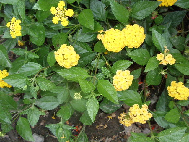 b0157276_21192233.jpg