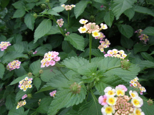 b0157276_21224639.jpg