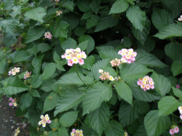b0157276_2125844.jpg