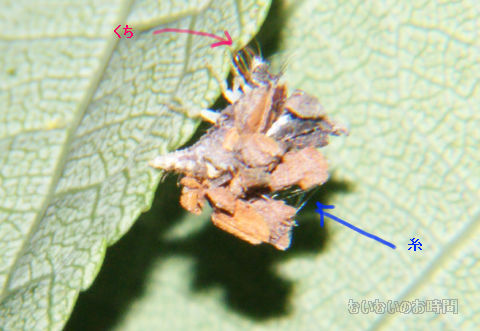 クサカゲロウの幼虫 むいむいのお時間 クサカゲロウの幼虫 むいむいのお時間