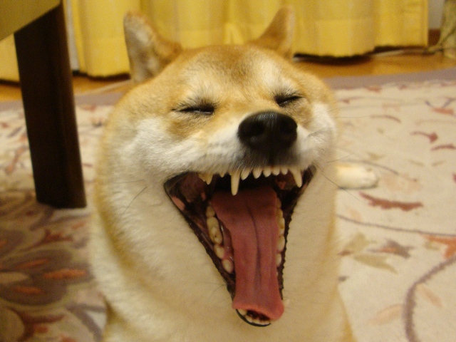 マカロン_a0126590_0292771.jpg