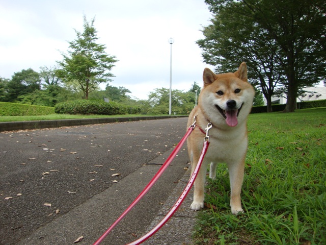 蝉時雨_a0126590_23113218.jpg