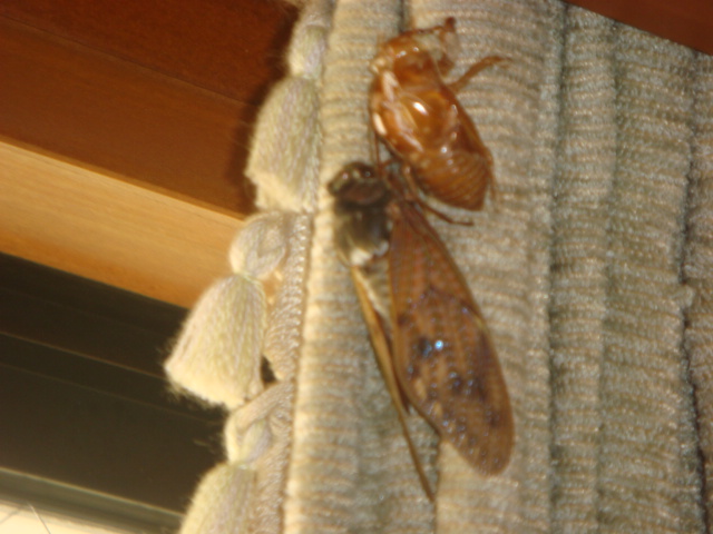 夏の夜の闖入者(虫??)_e0183792_23194295.jpg