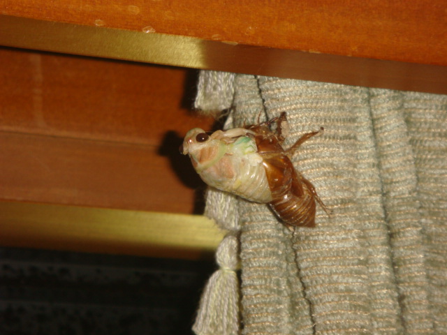 夏の夜の闖入者(虫??)_e0183792_238552.jpg