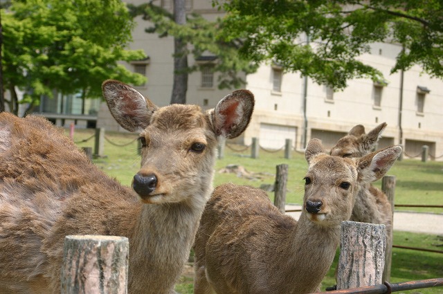 若草山へハイキング_e0061694_14425159.jpg