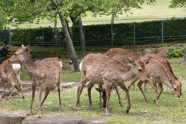 若草山へハイキング_e0061694_1448183.jpg