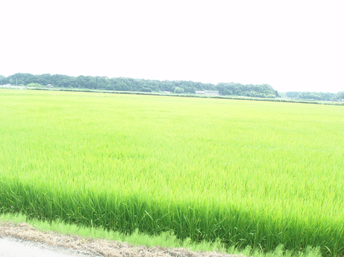 c0129702_23323065.gif