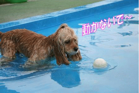 c0128303_0442376.gif