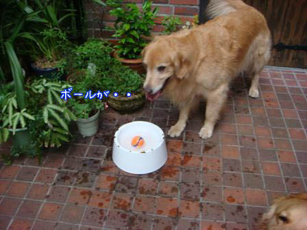 f0064906_17305432.jpg