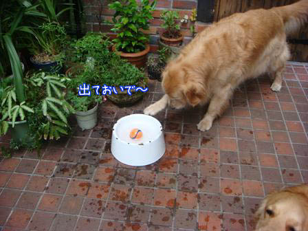 f0064906_1731676.jpg