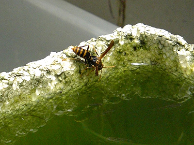 a0041508_1755410.jpg