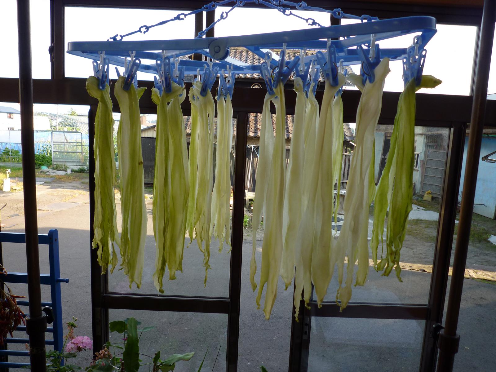 黄色ミニトマト 立ち枯れました Patapatamamaの日記 黄色ミニトマト 立ち枯れました Patapatamamaの日記