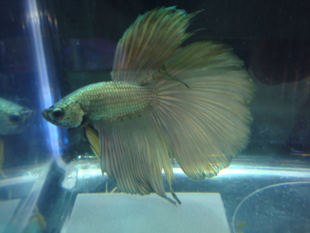 熱帯魚・金魚・水草_f0189122_15382649.jpg