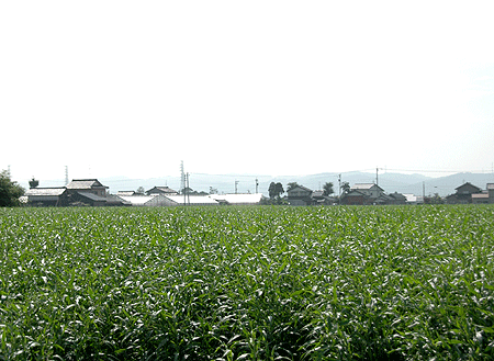 b0178923_21445280.gif
