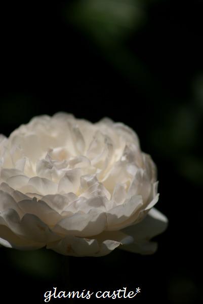 f0170524_1128146.jpg