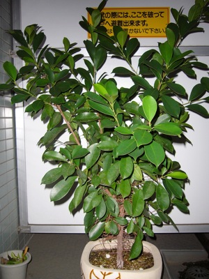 f0028928_2356258.jpg