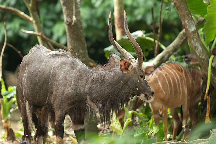 シンガポールの草食獣_a0091329_213704.jpg