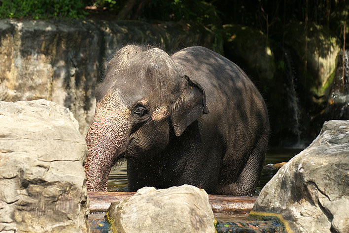 シンガポールの草食獣_a0091329_2139548.jpg