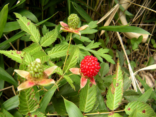 c0047341_930787.jpg