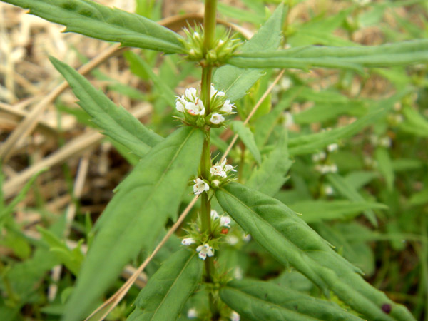 c0047341_933958.jpg