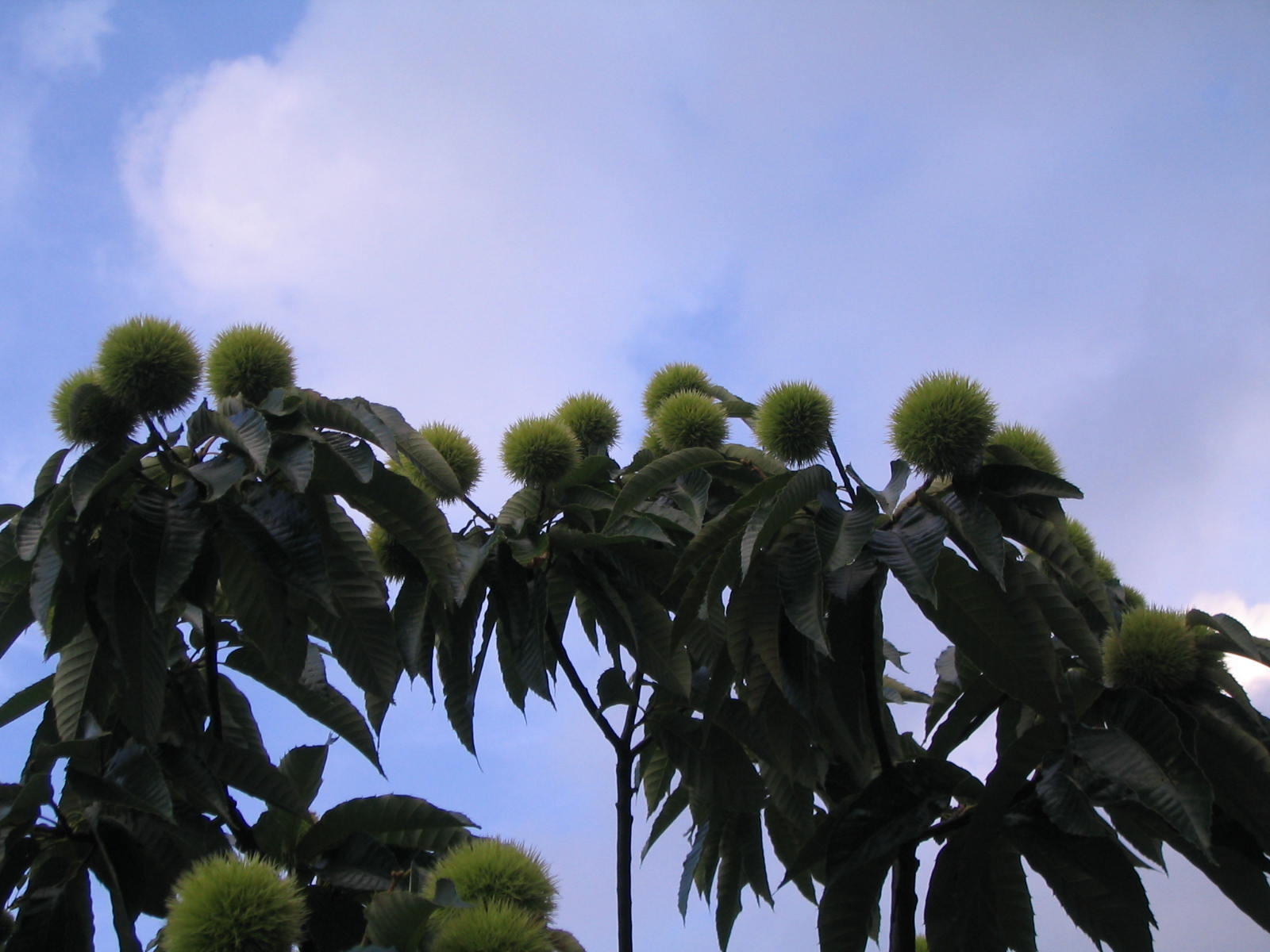 d0070444_053360.jpg