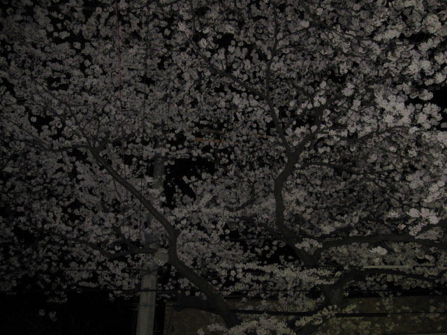 夜桜！_e0188759_019594.jpg