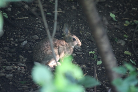 朝のオリンピック公園_b0091164_16313210.jpg