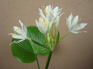 ユーリクレス_d0006467_22475799.jpg