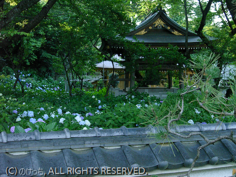 あじさい寺～妙楽寺～その２_b0136768_21375043.jpg