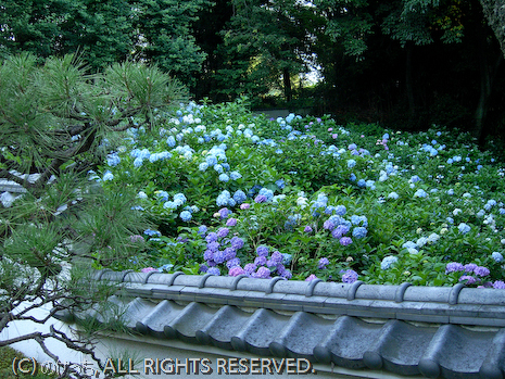 あじさい寺～妙楽寺～その２_b0136768_21375716.jpg