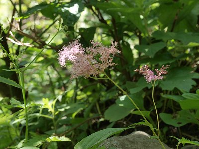 北岳の花たち（１）_d0025568_1310441.jpg